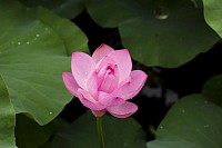 蓮華
